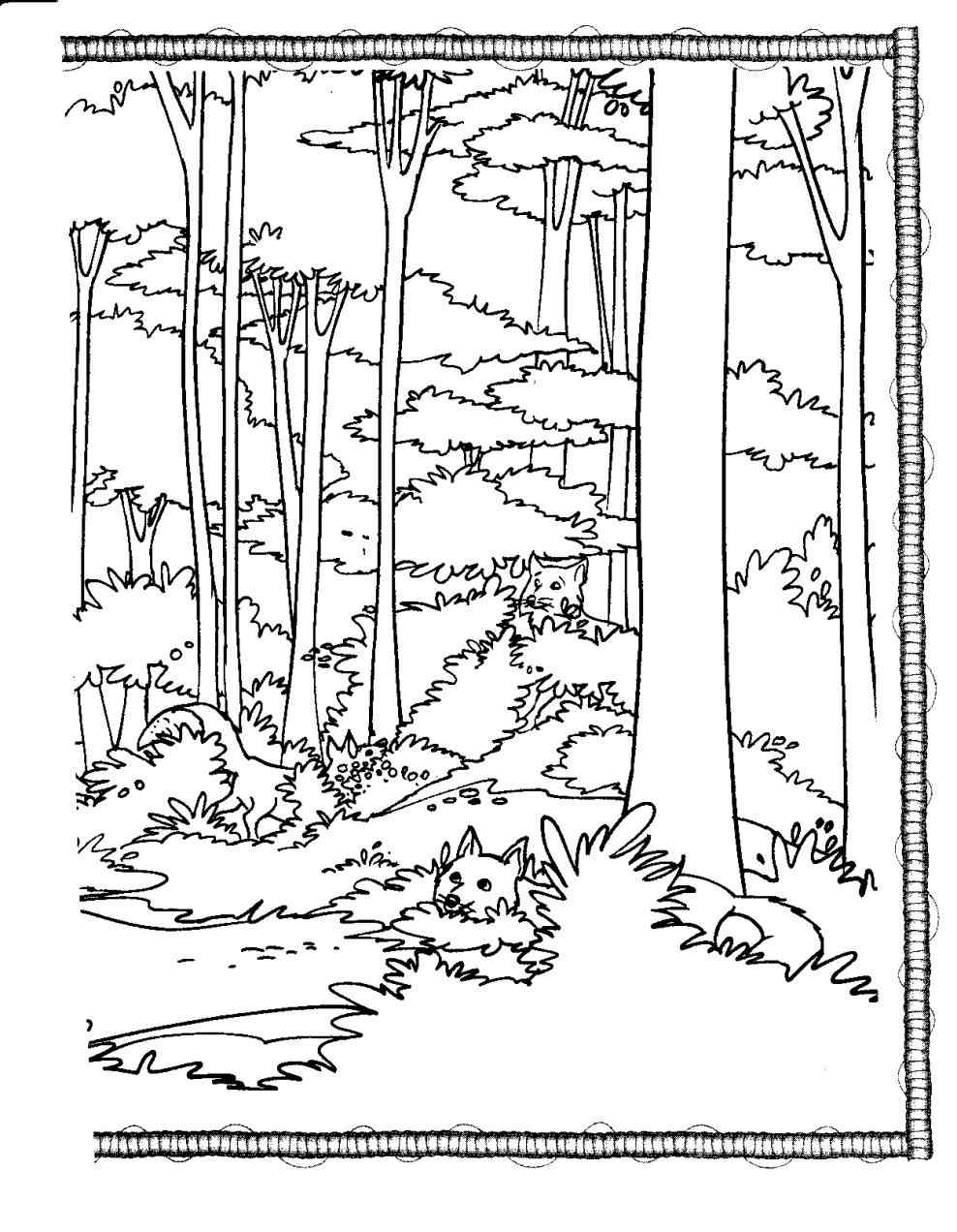 988x1272 Redwood Forest Coloring Page Online Coloring Printable