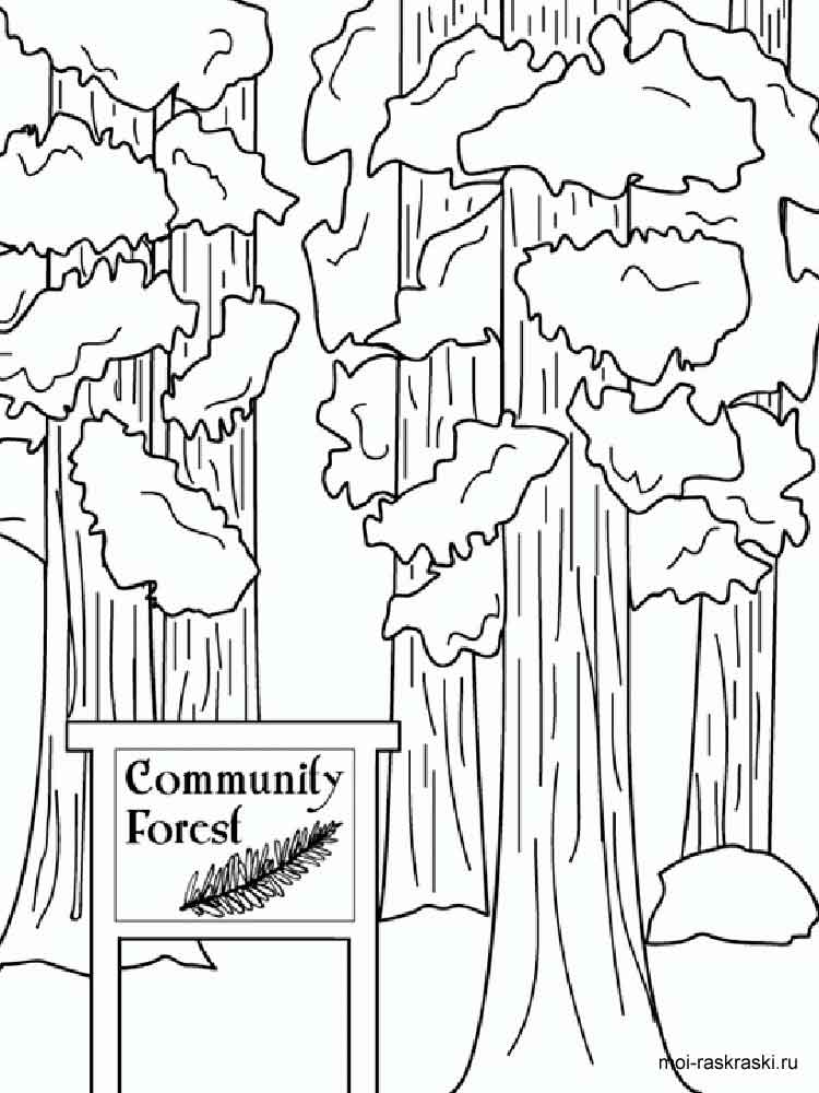 750x1000 Sequoia Tree Coloring Pages For Kids. Free Printable Sequoia Tree