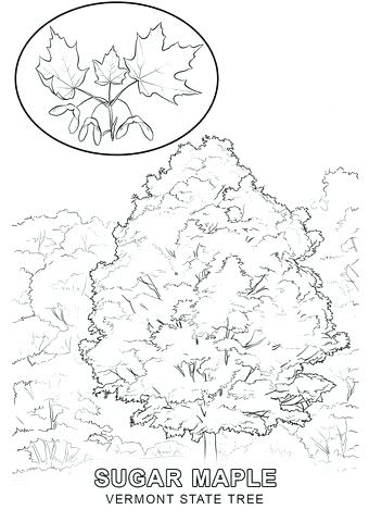 340x480 State Tree Coloring Page Stock Coloring Pages Coloring State Tree