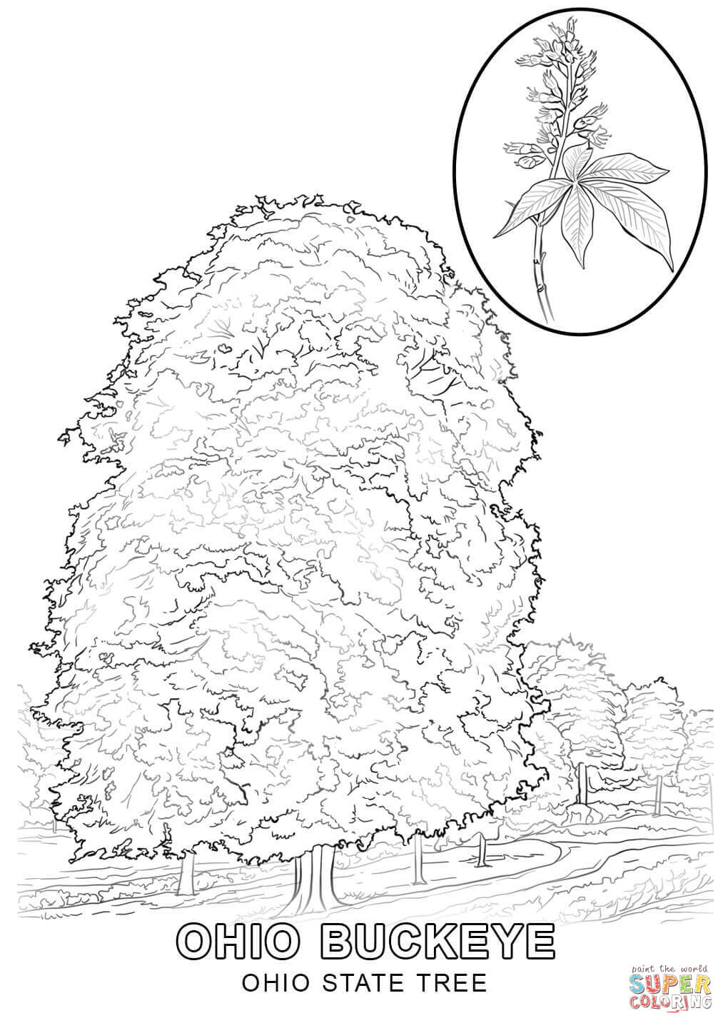 1020x1440 Tennessee State Tree Coloring Page