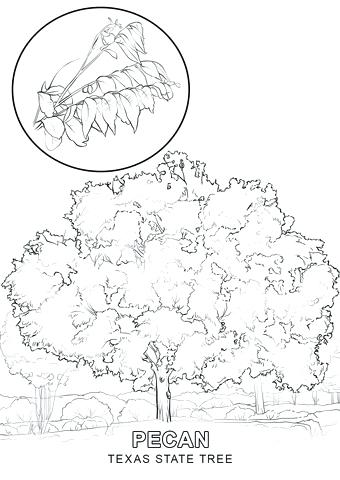 340x480 Texas Coloring Pages Symbols Coloring Pages Coloring Sheet