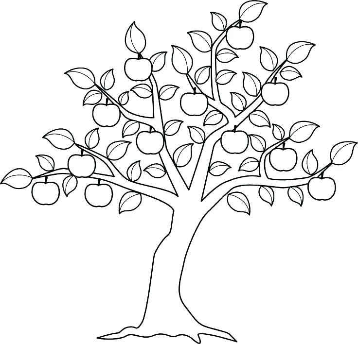 736x708 Trees Coloring Pages