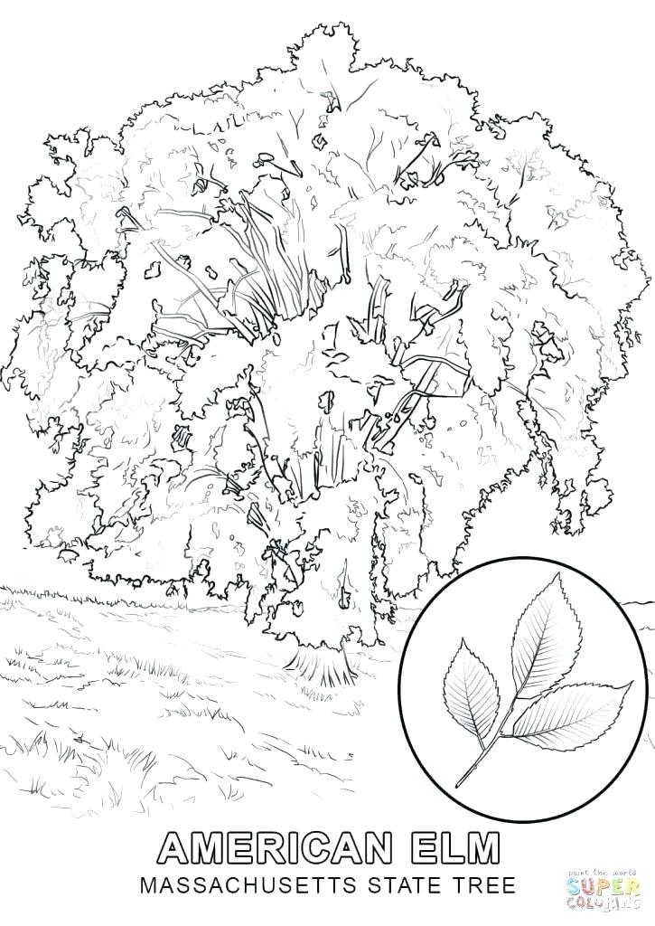 725x1024 Coloring Pages Trees Tree Coloring Pages Tree 5 Coloring Page