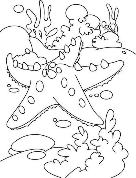 Reef Coloring Pages