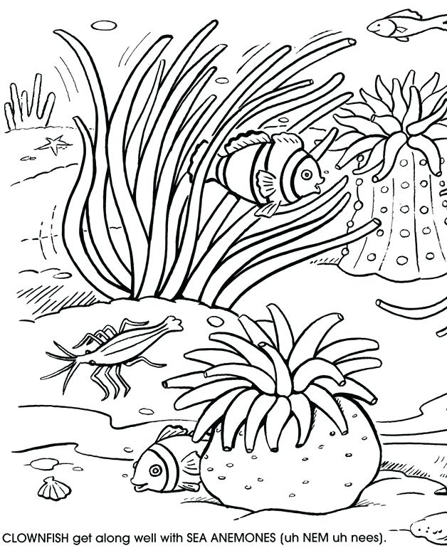 628x770 Coral Coloring Page Impair.co