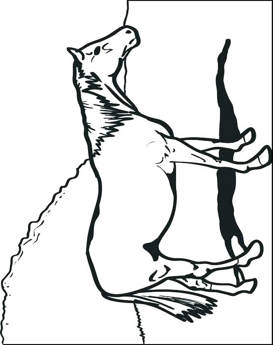 555x700 Head Coloring Page Deer Head Coloring Pages Deer Head Outline