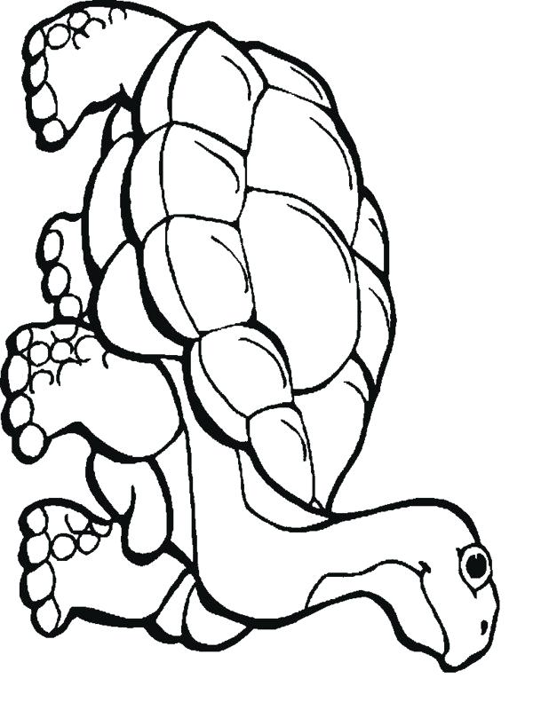 600x800 Reptile Coloring Pages Animals Coloring Pages Printable Reptiles