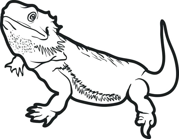 700x545 Reptile Coloring Pages Reptile Coloring Page Reptile Coloring