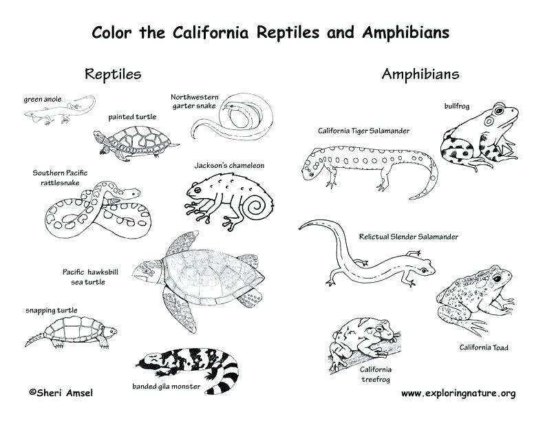 792x612 Amphibian Coloring Pages Reptiles Coloring Pages Reptiles