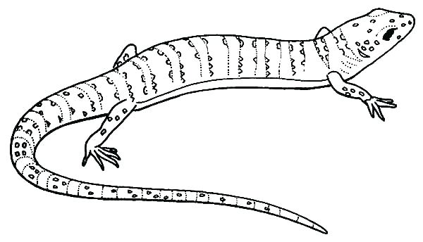 600x344 Reptile Coloring Pages