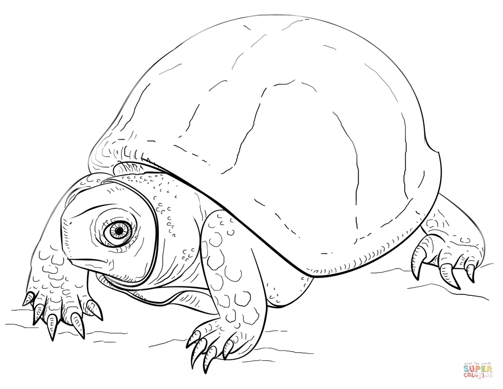 1010x782 Reptiles Coloring Pages 4