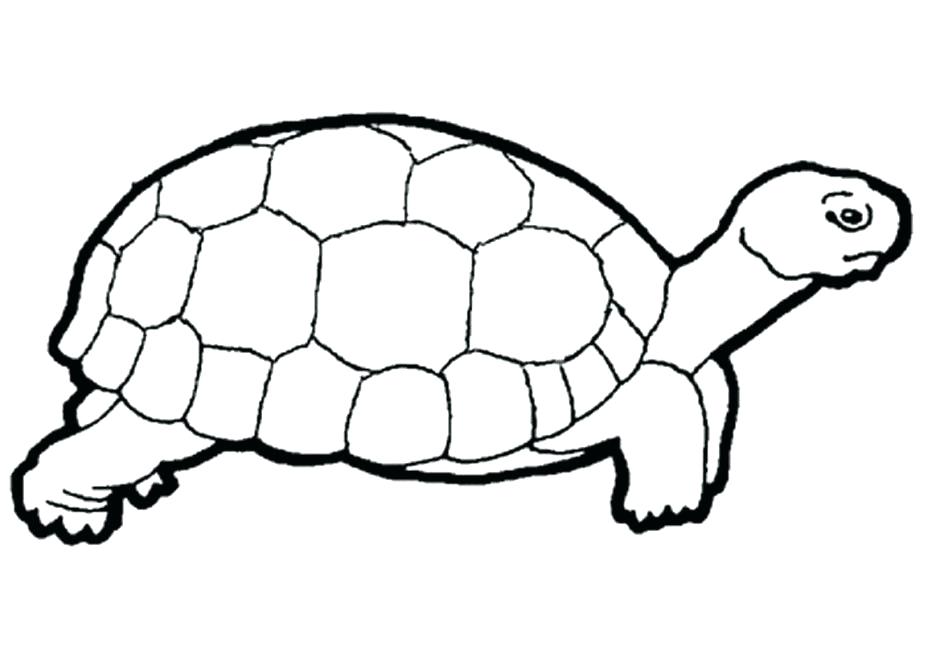 940x664 Reptiles Coloring Pages Educational Coloring Books Sea Turtle
