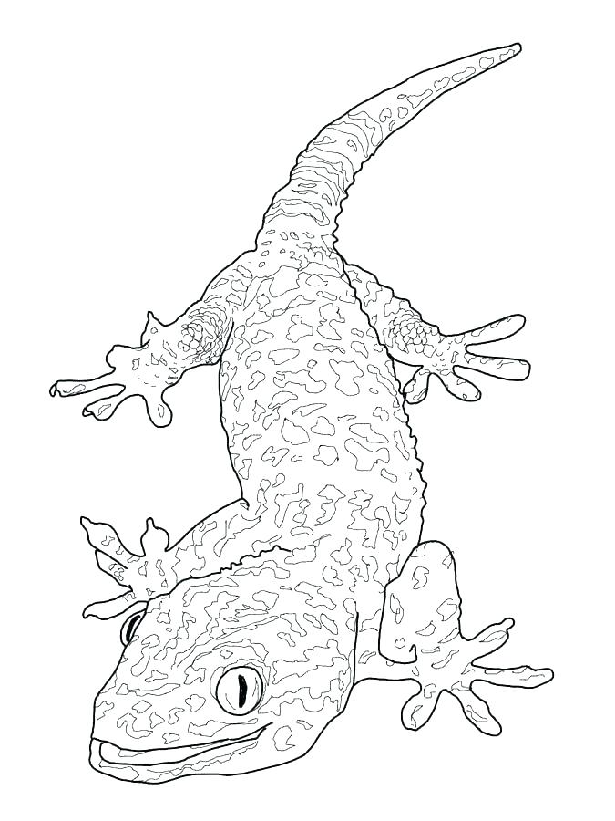 675x900 Reptile Coloring Pages