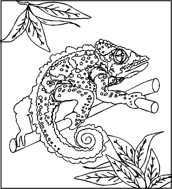 576x634 Lizard Coloring Pages
