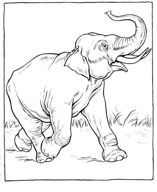 550x672 Coloring Page Elephant Zoo Animals Coloring Pages Printable