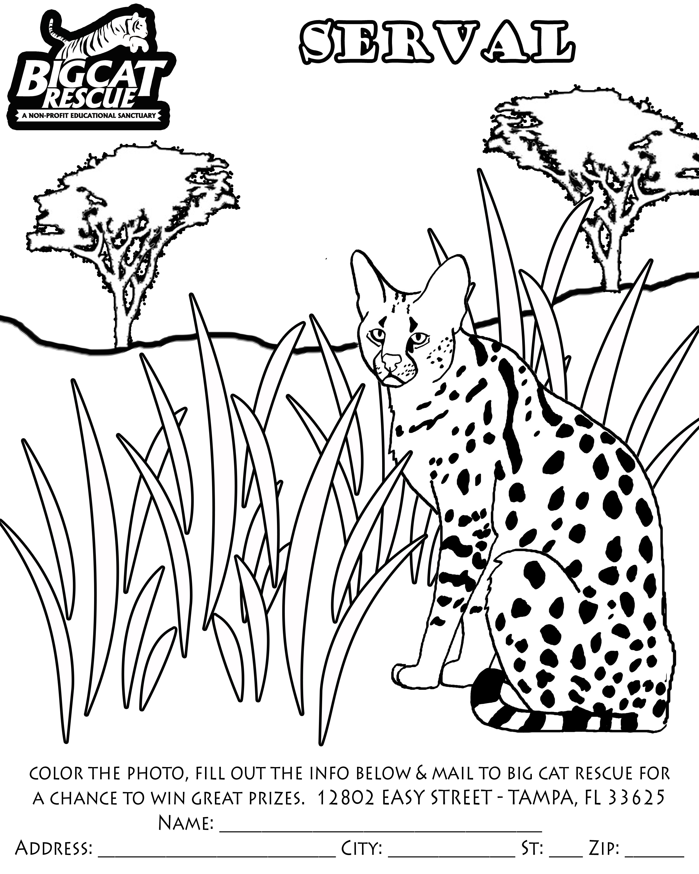 2400x3000 Big Cat Rescue Coloring Pages Coloring Pages