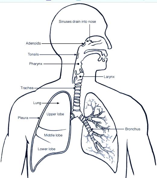 520x587 Incredible Amazing Respiratory System Coloring Sheet Print Human