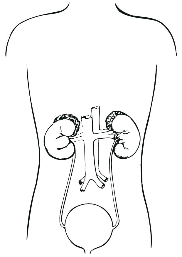 620x875 Respiratory System Coloring Page Circulatory System Coloring