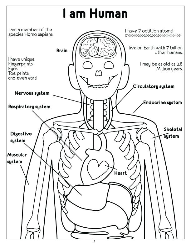 612x792 Respiratory System Coloring Page Digestive System Coloring Page I