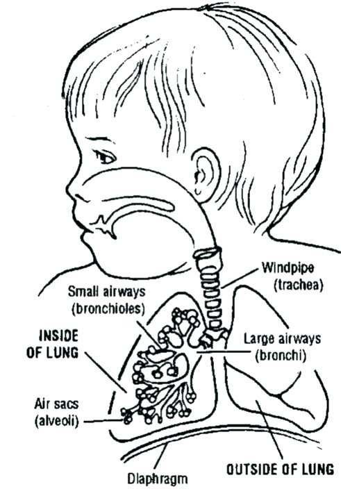 491x714 Respiratory System Coloring Page Printout Of The Brains Anatomy