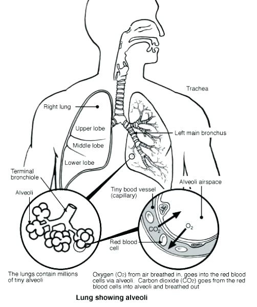 502x600 Respiratory System Coloring Page Respiratory System Coloring