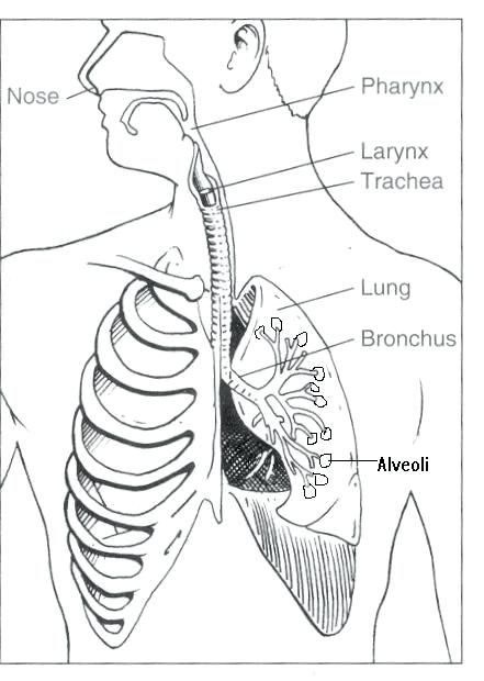 441x620 Respiratory System Coloring Page Respiratory System Coloring Page
