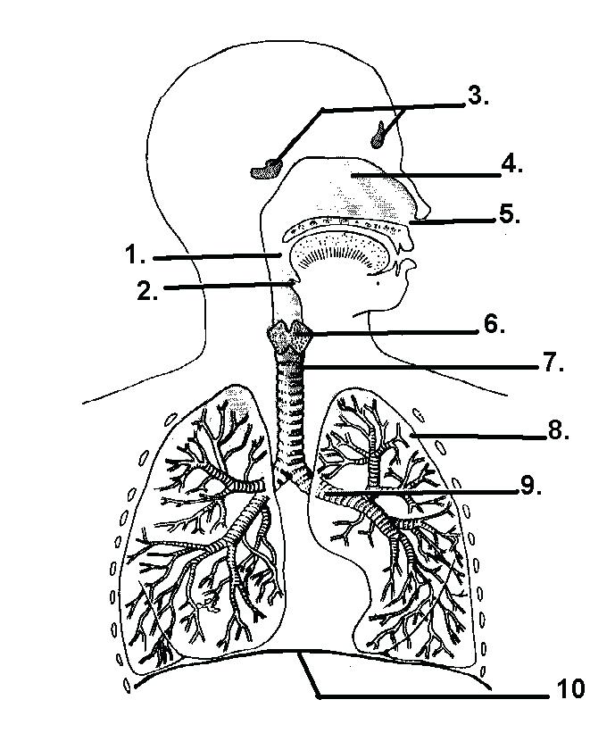 661x821 Respiratory System Coloring Page Respiratory System Coloring Pages
