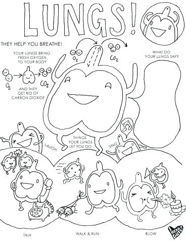 368x480 Body Systems Coloring Pages Respiratory System Coloring Page