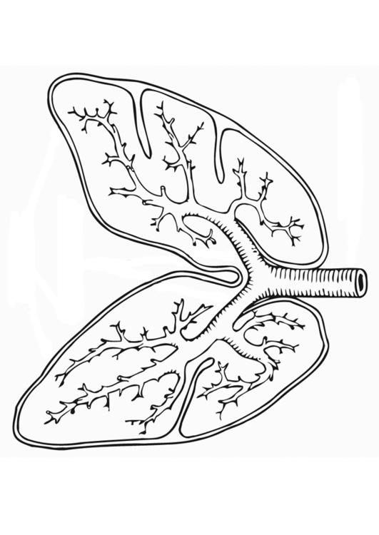 531x750 Respiratory System Coloring Pages 335944
