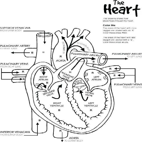 600x600 Respiratory System Coloring Worksheet Respiratory System Coloring