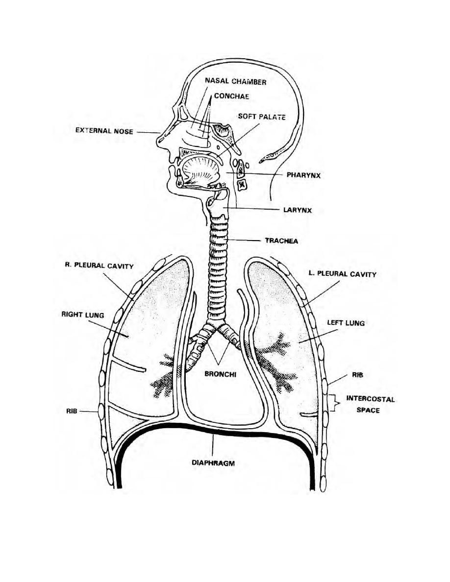 918x1188 Sketch Of Human Respiratory System Coloring Download. Respiratory