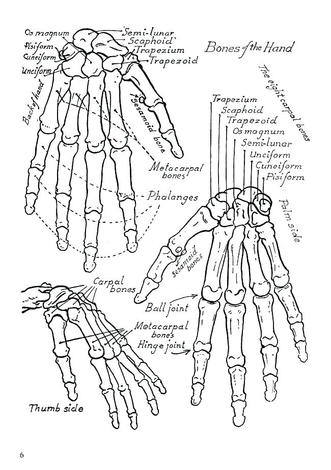 650x922 Respiratory System Coloring Sheets