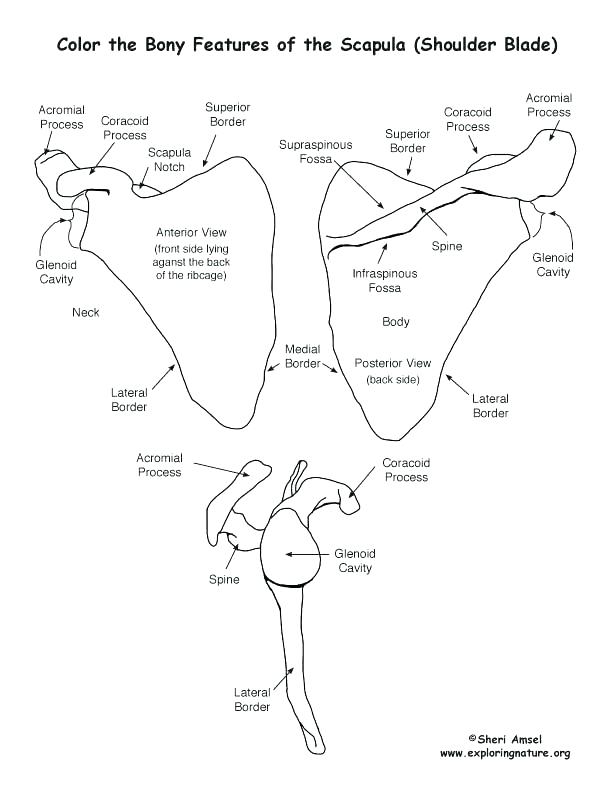 612x792 Circulatory System Coloring Respiratory System Coloring Page