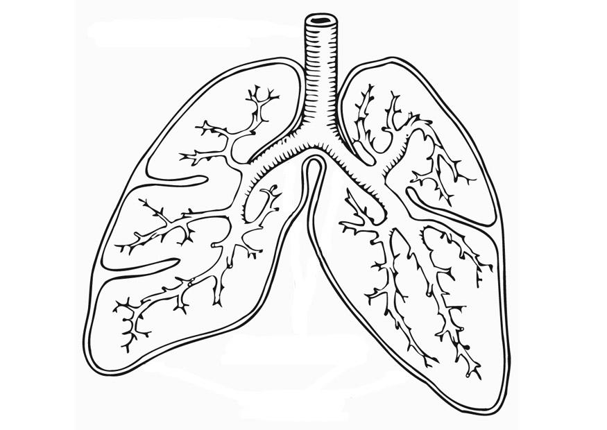 875x620 Coloring Page Respiratory System