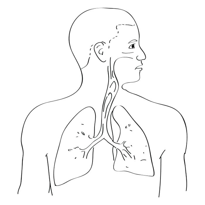 700x700 Colouring Pages Respiratory System Digestive Coloring Page Various