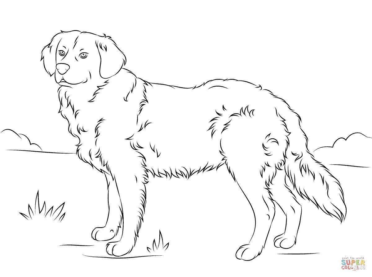 Retriever Coloring Pages