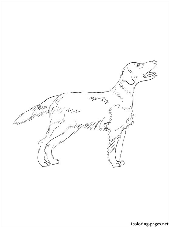 560x750 Flat Coated Retriever Coloring Page Coloring Pages