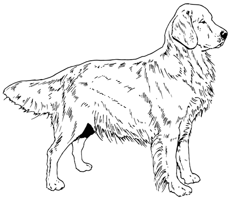 480x416 Golden Retriever Coloring Pages Golden Retriever Dog Coloring Page