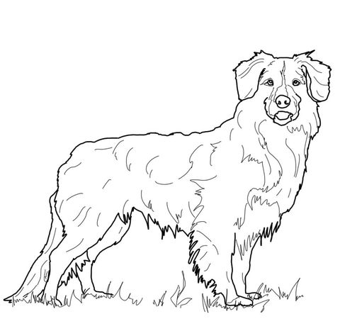 480x460 Nova Scotia Duck Tolling Retriever Coloring Page Dog Art