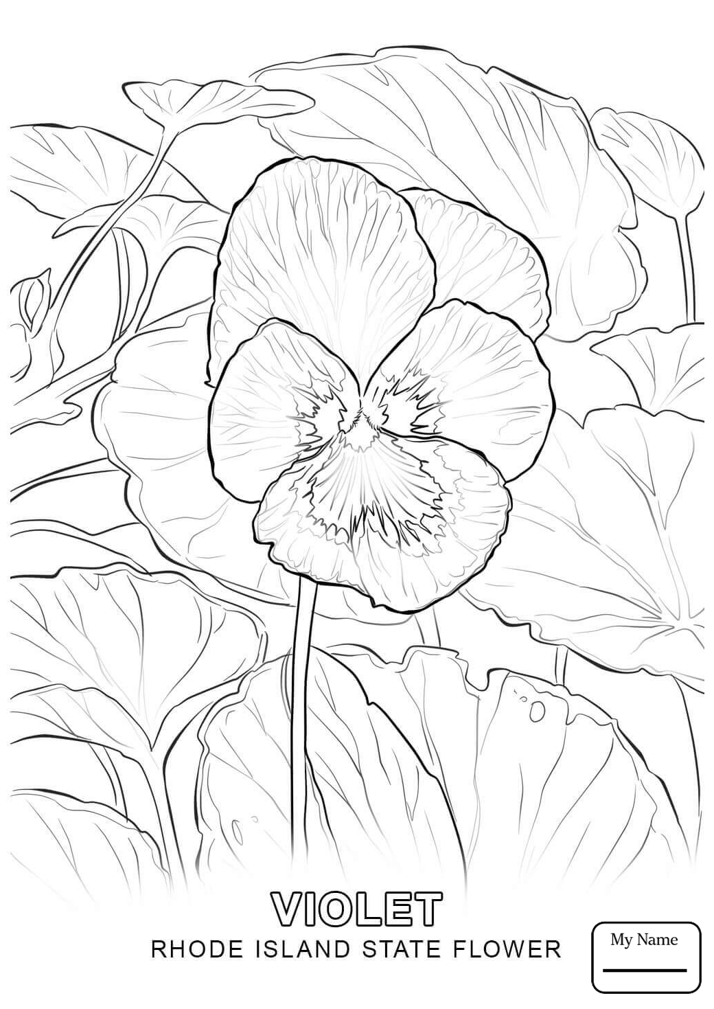 1040x1469 Coloring Pages Rhode Island State Flower Countries Cultures And 9