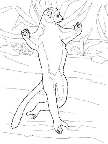 360x480 Lemur Coloring Page Lemur Coloring Pages Lemur Coloring Page Lemur
