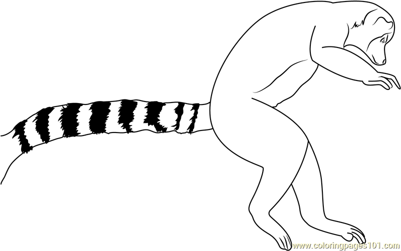 800x502 Ring Tail Lemur Leaping Coloring Page