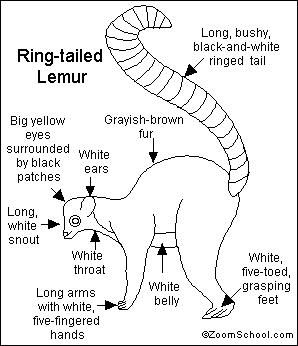298x346 Ring Tailed Lemur Printout Wild Kratts