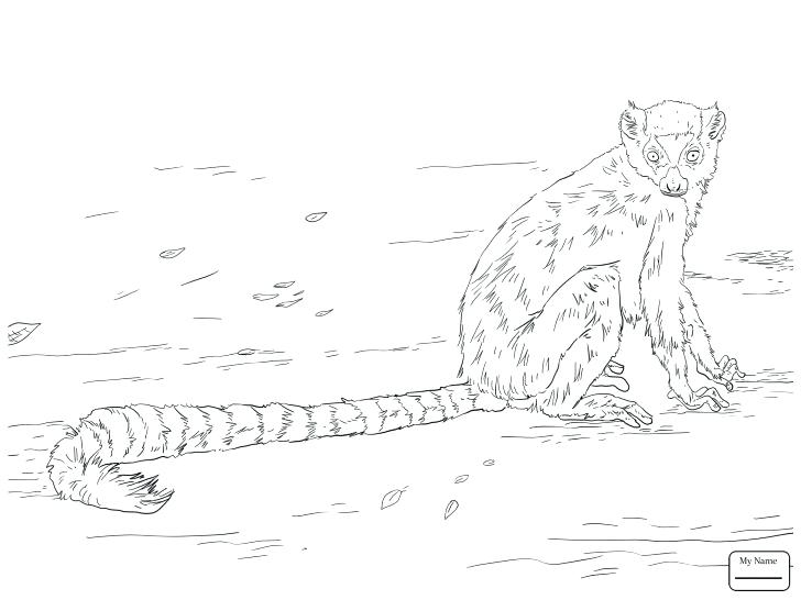 728x546 Flying Lemur Coloring Page Aye Aye Lemur Coloring Page Free