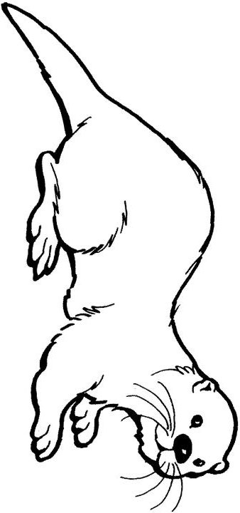338x720 A River Otter To Color