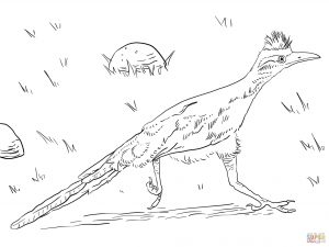 300x225 Greater Roadrunner Run Coloring Pages Download
