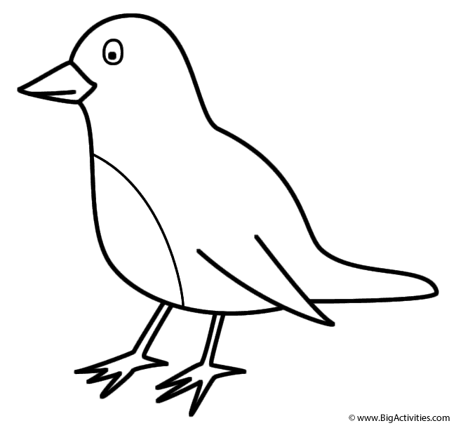 650x610 Robin