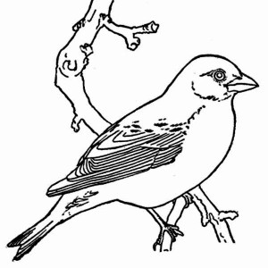 300x300 Robin Bird Coloring Page Color Luna