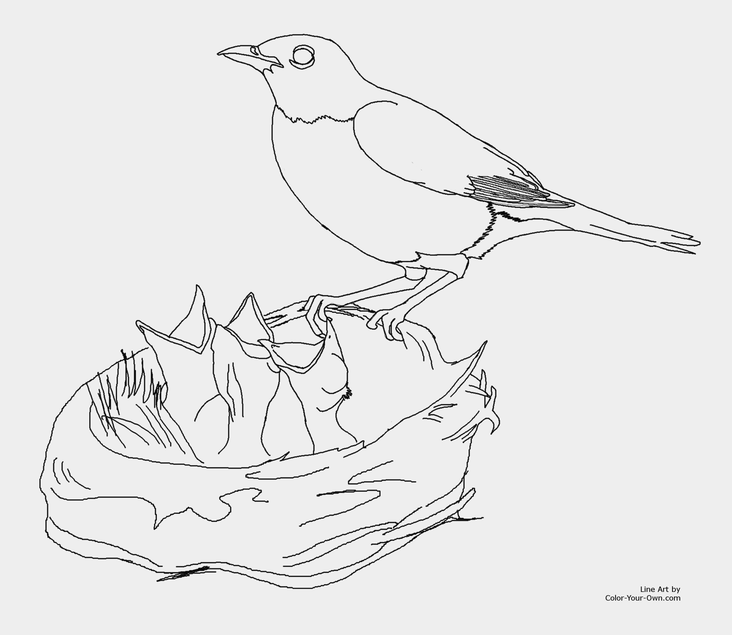 2430x2109 Robin Bird Coloring Pages Lovely Free American Robin Coloring