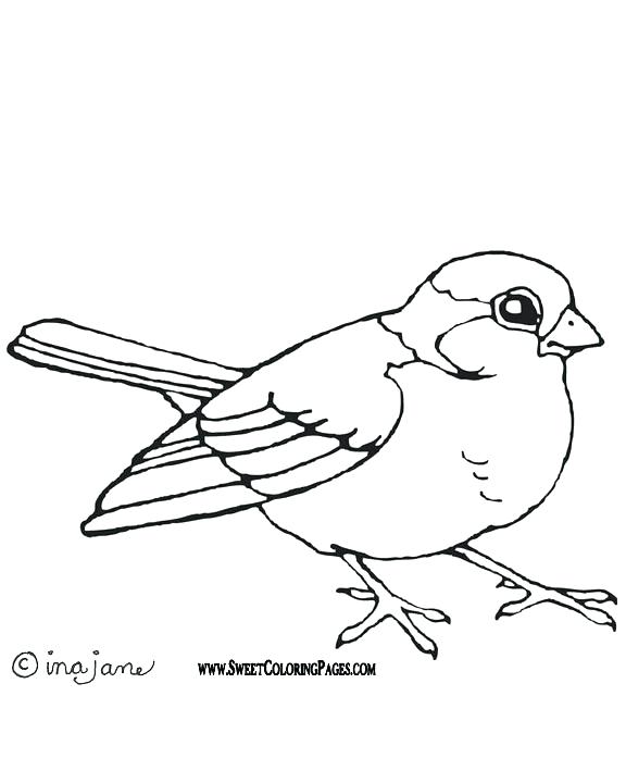 576x720 Bird Coloring Pages Printable Perched Robin Coloring Page Free